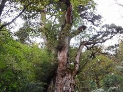 「縄文杉」です
幹回りは、10人の大人が手を回してやっと届くそうです
樹齢3000年とも言われていて地球上の生物では最長年のようです