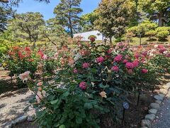 明治記念大磯邸園にもバラ園があります。
こちらは無料で見学可能　（写真は2023年5月撮影したもの）