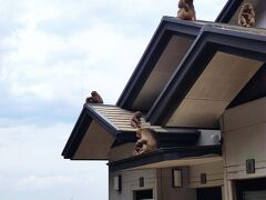 高崎山自然動物園の入園料金には、別府港に置いてあったクーポンと全国旅行支援のおおいた満喫クーポンを併用することができました。
山を登っていくと、そこはサルの国です。トイレの屋根にもたくさんのサルがいました。トイレに入っていると、屋根を走る音やドアの金網をよじ登る音が聞こえてにぎやかでした。