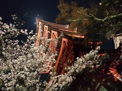 鹿に付いていくと、五重塔の下に出ました。夜桜との組み合わせを写真に収めることができました。
このあと、20:42のフェリーで宮島を離れました。夜は便数が少なく、つぎは21:25、そのつぎの22:14が最終です。