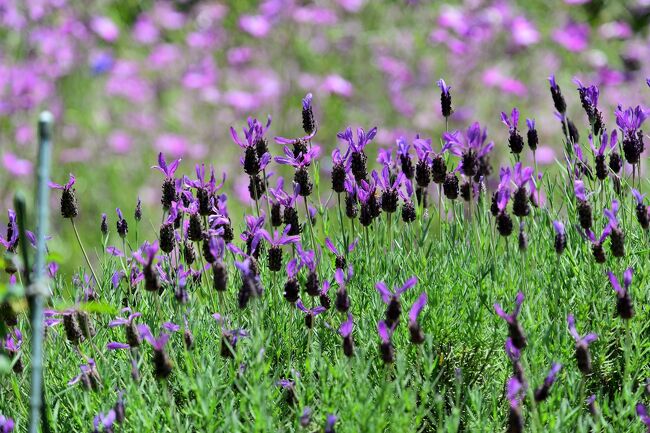 埼玉県「花と緑の振興センター」5月の花たち』川口・戸田・蕨(埼玉県