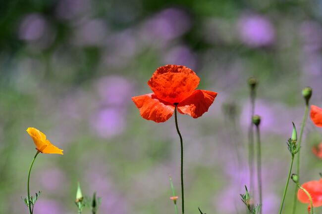 埼玉県「花と緑の振興センター」5月の花たち』川口・戸田・蕨(埼玉県