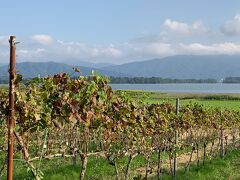傘松公園から宿へ向かう途中で、天橋立ワインに立ち寄った。葡萄畑の向こうに海（湾）が見える風景が素敵だった。