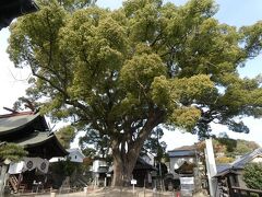 ロープウェイの山麓駅すぐ横にある正授院に到着。
立派な木だなあ・・・