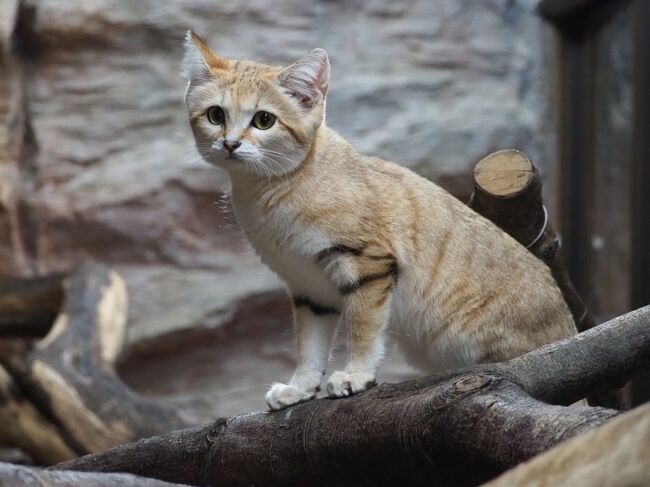 スナネコやマヌルネコ、猫のショー［ザ・キャッツ」など見たくて
