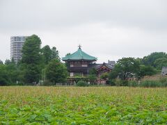 不忍池　ハスが生育中でした。