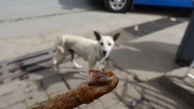 私もいつものチキンを…ワンコよ欲しいか？もう少し待て！