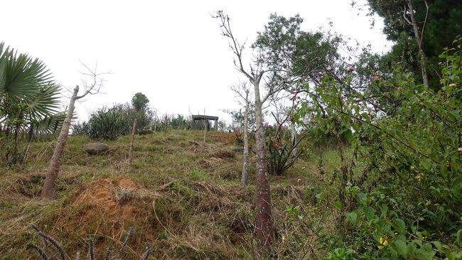 先ずは満20歳のバオバブ（開園時に植樹したんだとか）