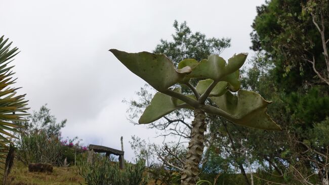 これもマダガスカル原産の植物