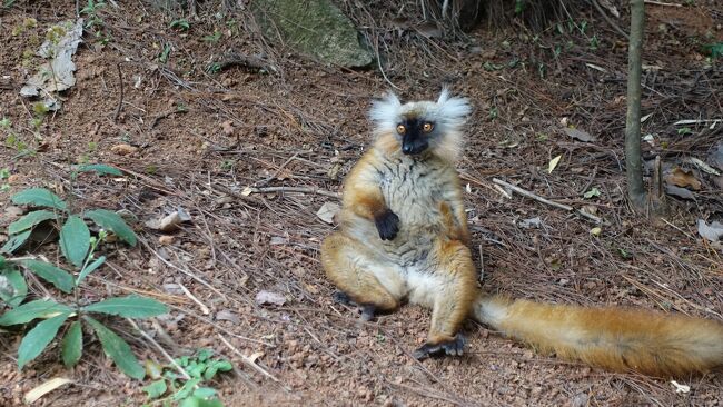 先ずはチャイロキツネザルかな？のお出迎え