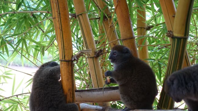 彼らはハイイロジェントルキツネザルだね。