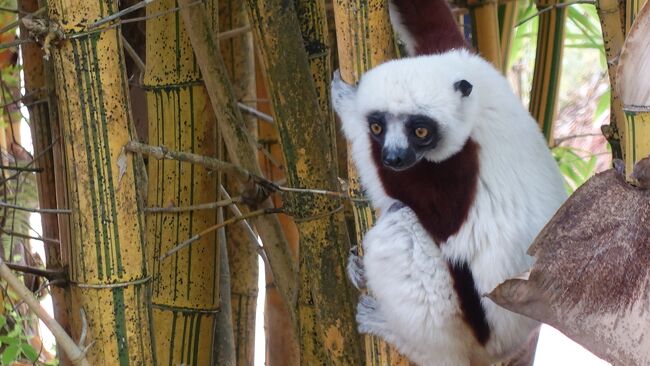 次はシロクロエリマキキツネザルでしょうか？