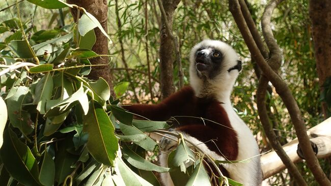 彼はお顔が違うね。なんだろう?<br />横っ飛びで有名なベローシファカかな？