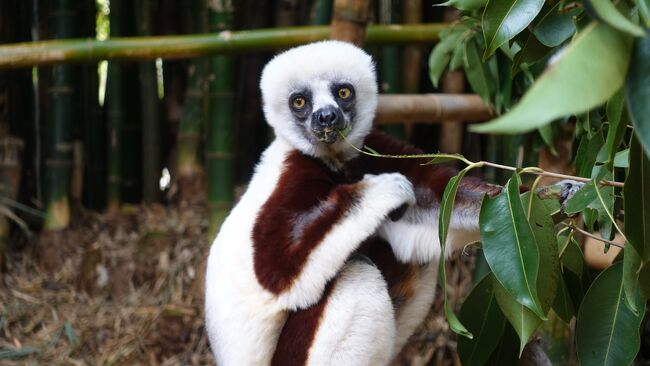 きみはどっちだ？