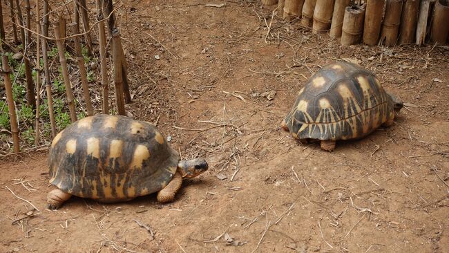 星陸亀もいます。