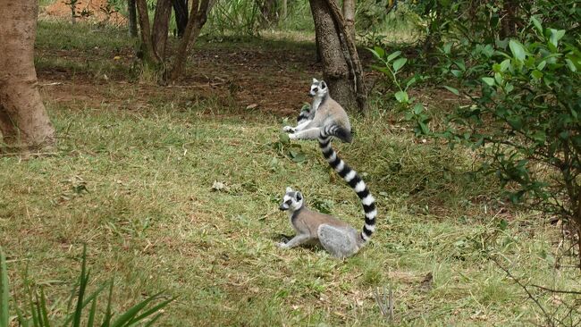 これはスターのワオキツネザルですね。