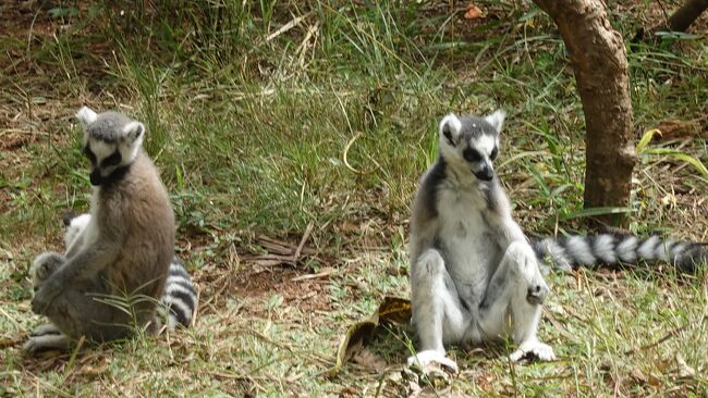 ワオキツネザル（MAkI)でした。