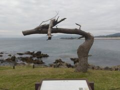 そのまま鳴子温泉へ向かおうか、と思いましたが、「岩井崎」の看板を見て、高速降りて向かうことになりました。
「龍の松」