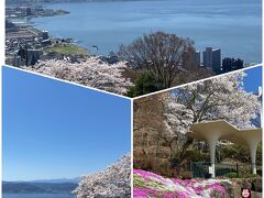 諏訪湖の立石公園では桜と芝桜が満開ですごく綺麗でした。
やはり青空の下の花は最高です。