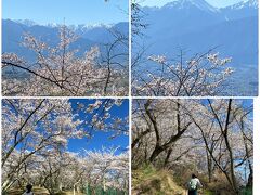 本日の締めくくりに光城山に登ります。
満開の桜並木の登山は疲れ知らずでした。
最高と言う言葉しかありません。