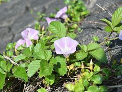 　　　　石積みの護岸に ひっそりと小さな花が！

　　　　これって「ハマヒルガオ」だよね(*ﾟ∀ﾟ*) ラッキー