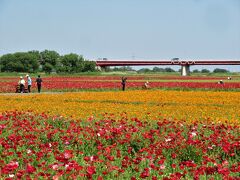 08：30～10：30　概ね２時間ほどポピー畑を鑑賞した後、