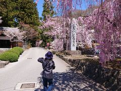 慈雲寺に着きました。11：37
シダレザクラが綺麗です。
左側の門から進みます。