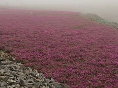 リフトで登って来たけど、残念ながらこの視界(>_<)