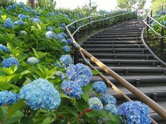 駅を出て5分くらいでシンボルプロムナード公園
紫陽花の階段が2カ所あって1カ所はブルー
予想以上に見頃ｗ

