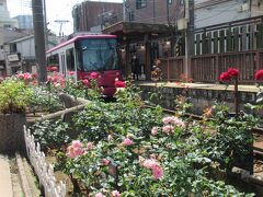 この時期都電荒川線のところどころでバラを観賞することができます。三ノ輪橋停留場にもバラがきれいに咲いていました。
