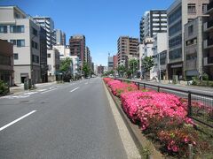 浅草国際通りに出てきました。西徳寺前信号を渡り、西徳寺に行きました。西徳寺前から三ノ輪駅方向の中央分離帯にツツジがきれいに咲いていました。
