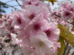 血脈桜