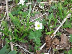 龍宮小屋の公衆トイレそばにニリンソウが群生していました。