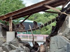 ところ変わって長野市にある城山動物園です。
このあと向かう善光寺のちょうど裏側のエリアにある公園と一体になっています。