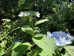 多摩川台公園麓斜面の、紫陽花群落。
ガクアジサイはもう満開だね。