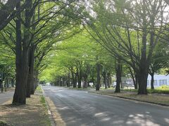 せっかく札幌に来たのに、食べる時以外ホテルこもっただけと言うのは、もったいないので、北大の銀杏並木に来てみました。いつも黄葉の時期に来ていますが、新緑もまた美し。
