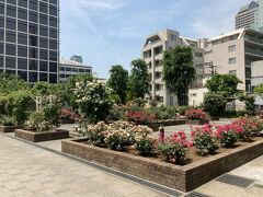 日枝神社向かう途中の氷川公園のバラ園、ラッキー
でも、春のバラはもう終わりの時期なので、遅咲きの品種が咲いてる感じ