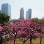 花とビュッフェを楽しむ横浜さんぽVol.1 桜とニューオータニイン横浜プレミア厶「THE sea」