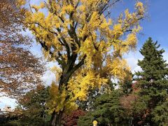 門を潜ると公園には立派な黄葉。