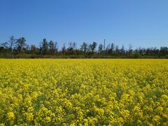 まずやってきたのが大潟村の菜の花畑。
ホテルサンルーラル大潟のすぐ近くです。
広大な敷地に菜の花が満開です。
黄色が眩しいです。