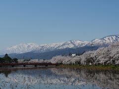 高田城の濠に到着。
濠の水面には妙高山をはじめとする残雪の山々が美しく映えていました。

ただし、この濠には、冬を過ごしたボウフラから発生した蚊がたくさんで観光客を悩ませていましたが・・・