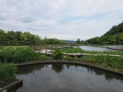 東郷羽合臨海公園あやめ池