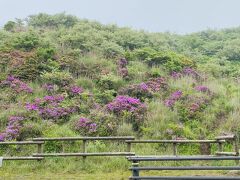 前日訪れた仙酔峡はミヤマキリシマが終わりかけでしたが、もっと山の上の方はまだ見頃らしい、との情報をネットで見たので行ってみることに。

草千里ヶ浜から阿蘇山上ターミナルの方へ。
ミヤマキリシマが結構咲いてます…