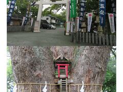 明治4年　神仏分離の際、熊本城内に神宇を創建し「錦山神社」と公称。
明治42年　清正公三百年祭を斎行し、社号を「加藤神社」と改称。
熊本城築城の際、大天守前の銀杏と共に、加藤清正公がお手植えされたものと伝えられています。

