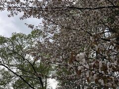 葉っぱと一緒に咲く、北海道らしい桜が私は好き。
しかし桜の花を上手に撮るのは、私にはとても難しい。