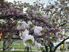 いろんな種類の桜が咲いてますよ。