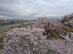 白石川千桜公園