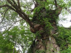 御岳山の神代ケヤキ