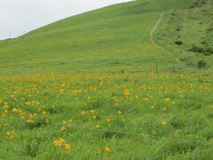 車山高原の正確な位置はわかりませんが、霧ケ峰高原にそびえる主峰・車山周辺を指している高原だと思います。６月のレンゲツツジや７月のニッコウキスゲをはじめ、多くの高山植物を見ることができる高原です。かつては広々とした草原一面にニッコウキスゲが咲いていましたが、最近は鹿に花芽のうちから食べられてしまい、電線の柵を設置し保護するエリアだけにしか花が見られなくなってしまいました。