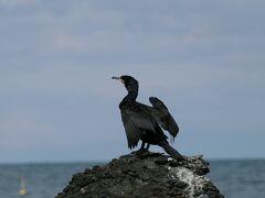 海風を受けて濡れた羽を乾かす
海鳥